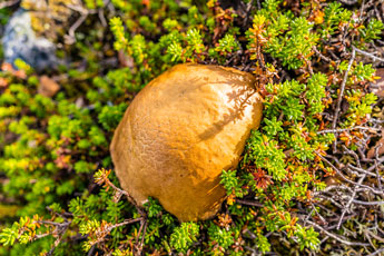 zum Berg Sukkertoppen. Butterpilz