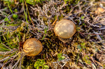 Pilze