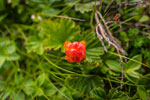 reifende Moltebeere
