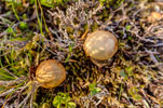 Pilze