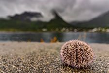 Ein Seeigel