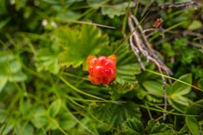 reifende Moltebeere