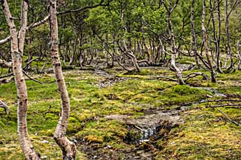 Birkenwald