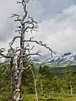 ein Baum