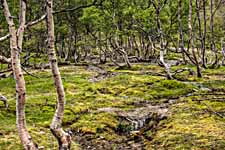 Birkenwald