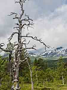 ein Baum