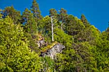Bäume auf den Steinen