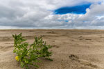 Pflanze an der Nordseeküste