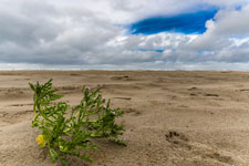 Pflanze an der Nordseeküste