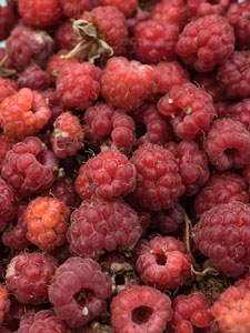 geerntete Himbeeren