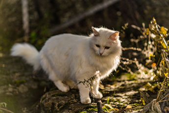 Weiße Katze. Norwegen
