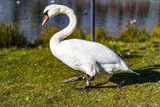 Höckerschwan. Norwegen