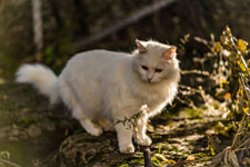 Weiße Katze. Norwegen