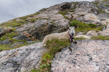 Ein Schaf