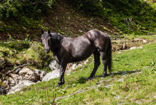 Madrisa Rundtour. Aufstieg zum St. Antönier Joch. Ein weidendes Pferd