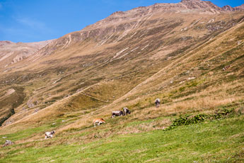 Ötztaler Alpen. Rofental