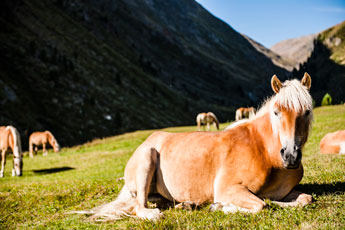 Ötztaler Alpen. Rofental. Ein Haflingerpferd