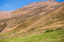 Ötztaler Alpen. Rofental