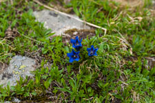 blühender Alpenenzian